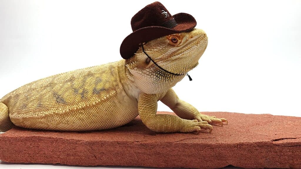 Lizard with a hat